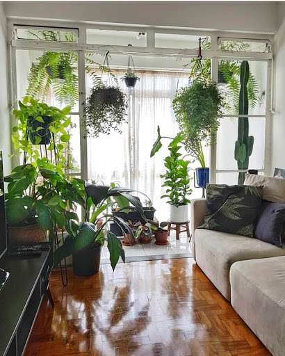 دکوراسیون منزل با گیاهان آپارتمانی