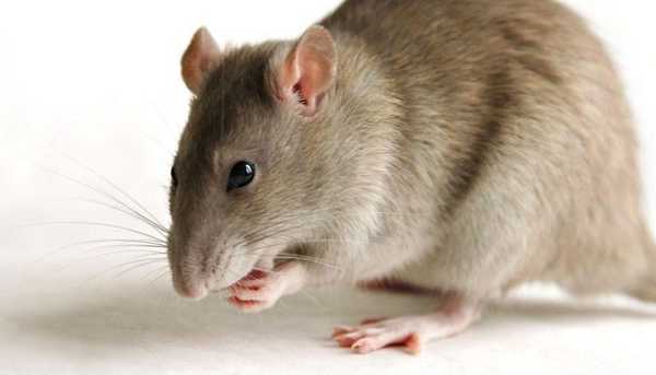 روش های ساده برای از بین بردن موش در خانه