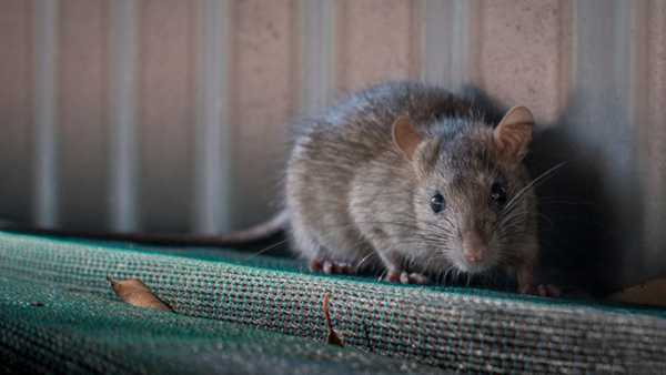 روش های ساده برای از بین بردن موش در خانه - ژاویز