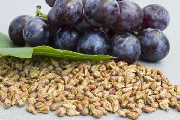 خواص عصاره هسته انگور برای سلامتی
