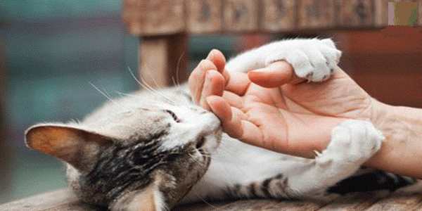 آلرژی به گربه، انواع حساسیت به گربه | زندگی با آلرژی گربه