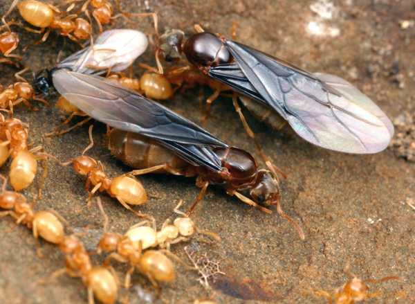 راهکارهای از بین بردن مورچه ها در منزل