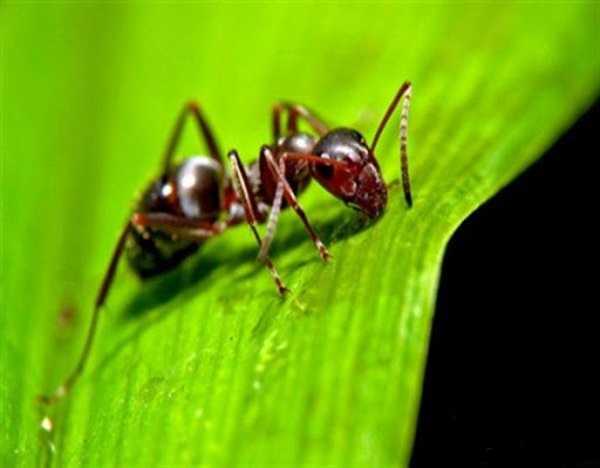 راهکارهای از بین بردن مورچه ها در منزل