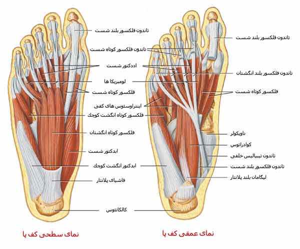 درد کف پا در قسمت های مختلف پا؛ علت، علائم و راه های درمان