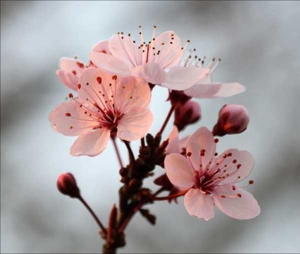 عکس شکوفه های بهاری برای پروفایل