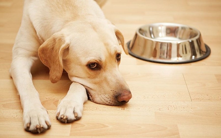لیست مواد غذایی خطرناک برای سگ ها