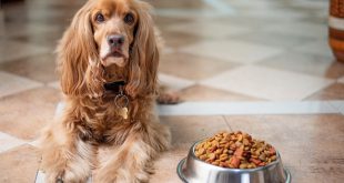 لیست مواد غذایی خطرناک برای سگ ها