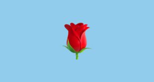 معنی ایموجی گل رز قرمز 🌹 و نشانه چیست