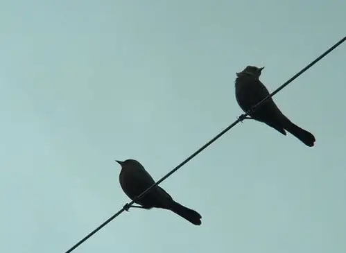 دانلود آهنگ Two Birds از Regina Spektor (رجینا اسپکتور) + متن